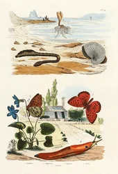 Lungworm, 1833-39
